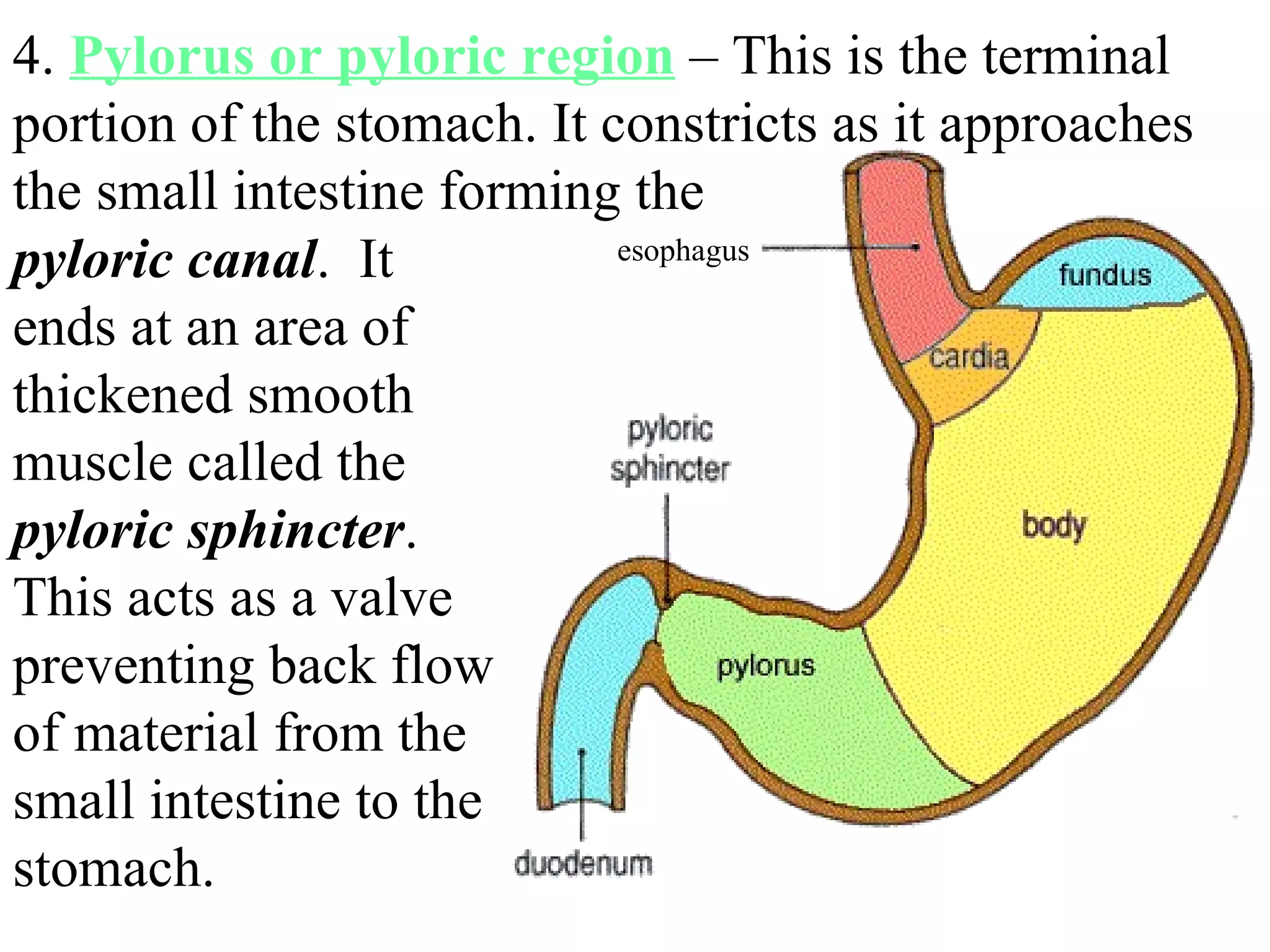 esophagus 4.  Pylorus or pyloric region  – This is the terminal portion of the stomach. It constricts as it approaches the small intestine forming the pyloric canal .  It ends at an area of thickened smooth muscle called the  pyloric sphincter .  This acts as a valve preventing back flow of material from the small intestine to the stomach.  