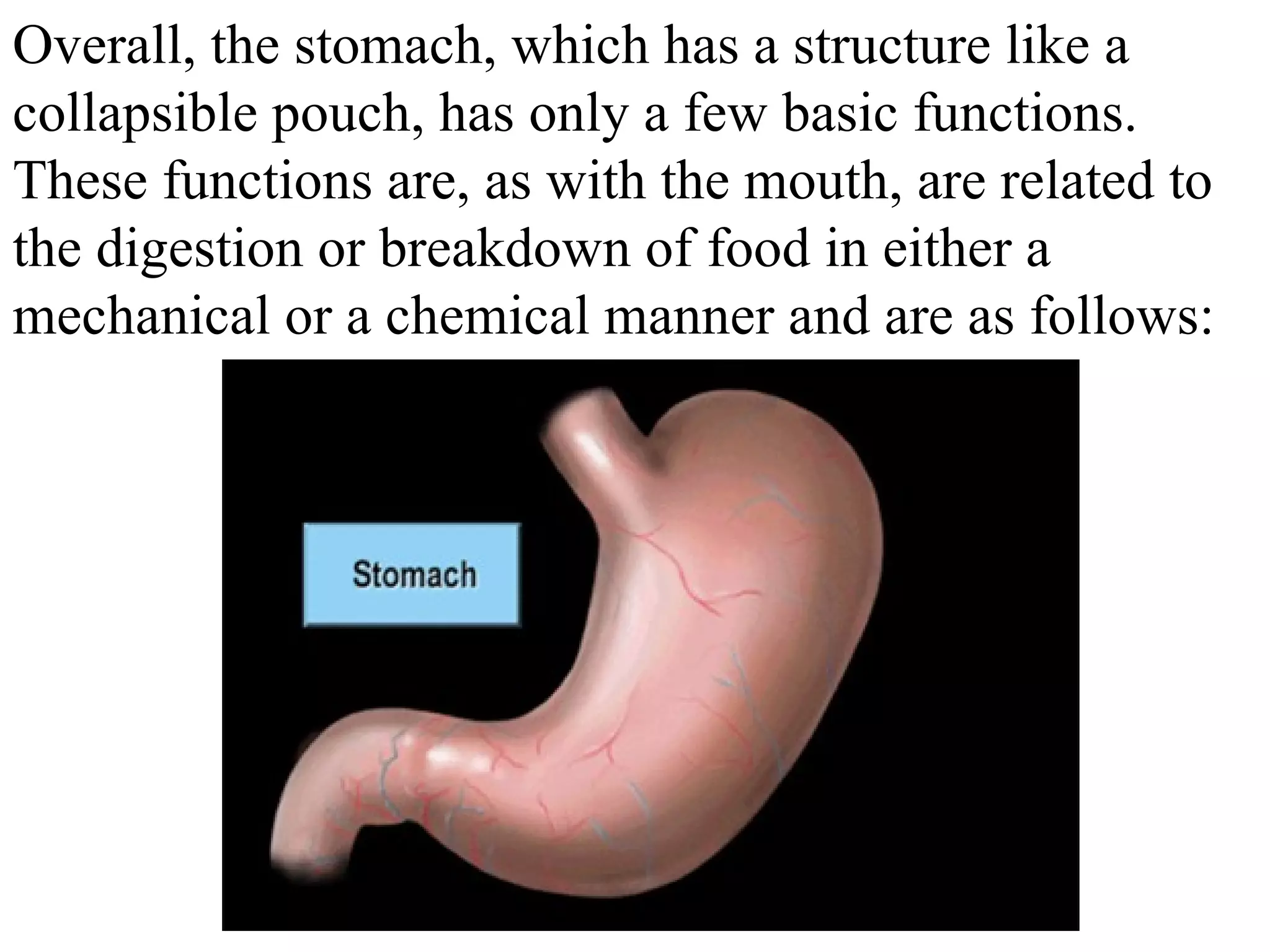 Overall, the stomach, which has a structure like a collapsible pouch, has only a few basic functions. These functions are, as with the mouth, are related to the digestion or breakdown of food in either a mechanical or a chemical manner and are as follows: 