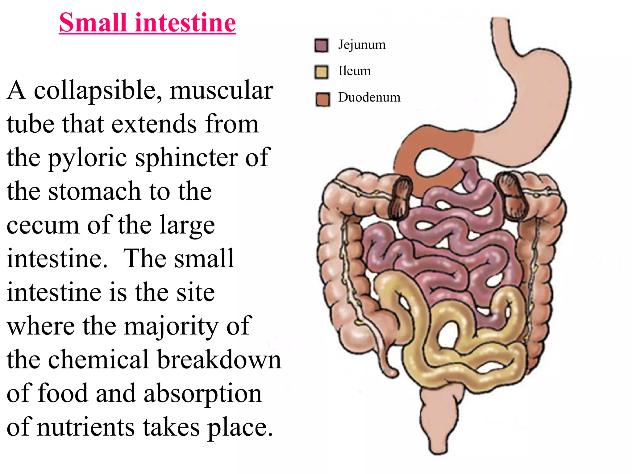 Small intestine A collapsible, muscular tube that extends from the pyloric sphincter of the stomach to the cecum of the large intestine.  The small intestine is the site where the majority of the chemical breakdown of food and absorption of nutrients takes place.  Duodenum Ileum Jejunum 