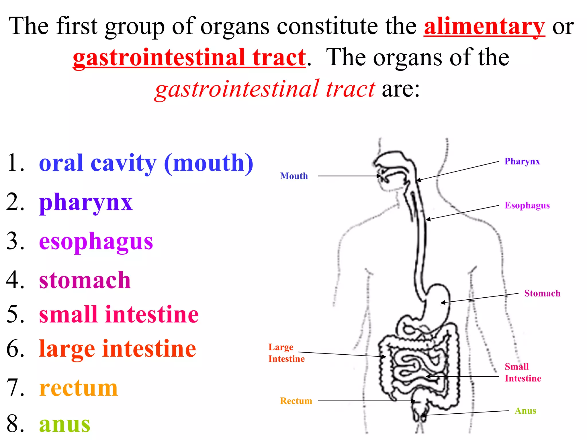 The first group of organs constitute the  alimentary  or  gastrointestinal tract .  The organs of the  gastrointestinal tract   are:  1.  oral cavity (mouth) Pharynx Rectum Large Intestine Anus Small Intestine Stomach Esophagus Mouth 2.  pharynx 3.  esophagus 4.  stomach 5.  small intestine 6.  large intestine 7.  rectum 8.  anus  