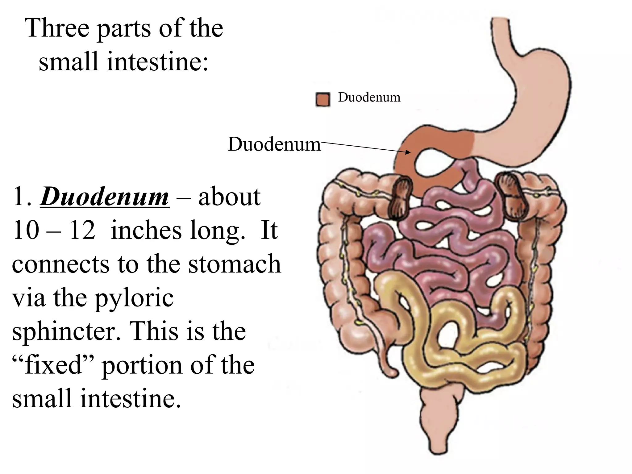Three parts of the small intestine: Duodenum Ileum Jejunum Duodenum 1.  Duodenum  – about 10 – 12  inches long.  It connects to the stomach via the pyloric sphincter. This is the “fixed” portion of the small intestine. 