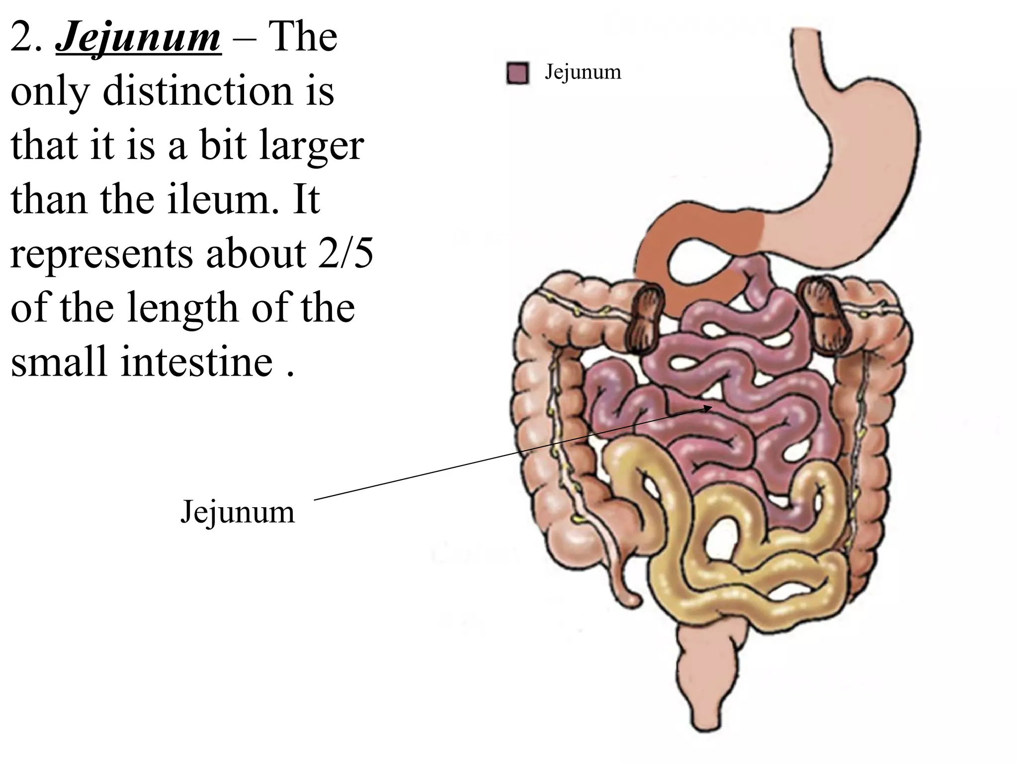 2.  Jejunum   – The only distinction is that it is a bit larger than the ileum. It represents about 2/5 of the length of the  small intestine . Duodenum Ileum Jejunum Jejunum 