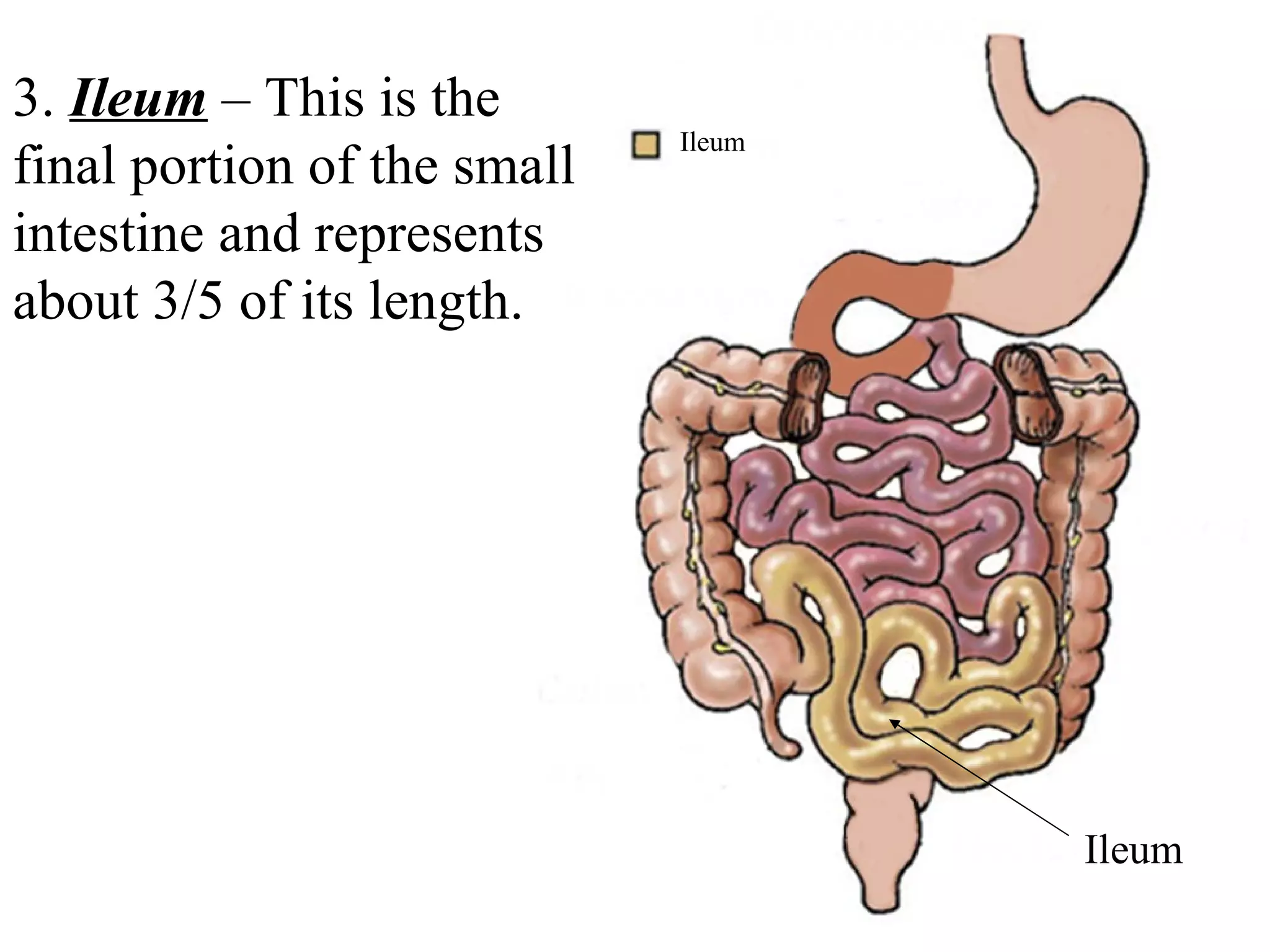 3.  Ileum  – This is the final portion of the small intestine and represents about 3/5 of its length.  Ileum Duodenum Ileum Jejunum 