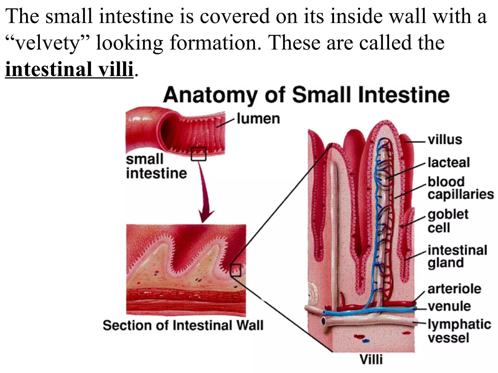 The small intestine is covered on its inside wall with a “velvety” looking formation. These are called the  intestinal villi .  