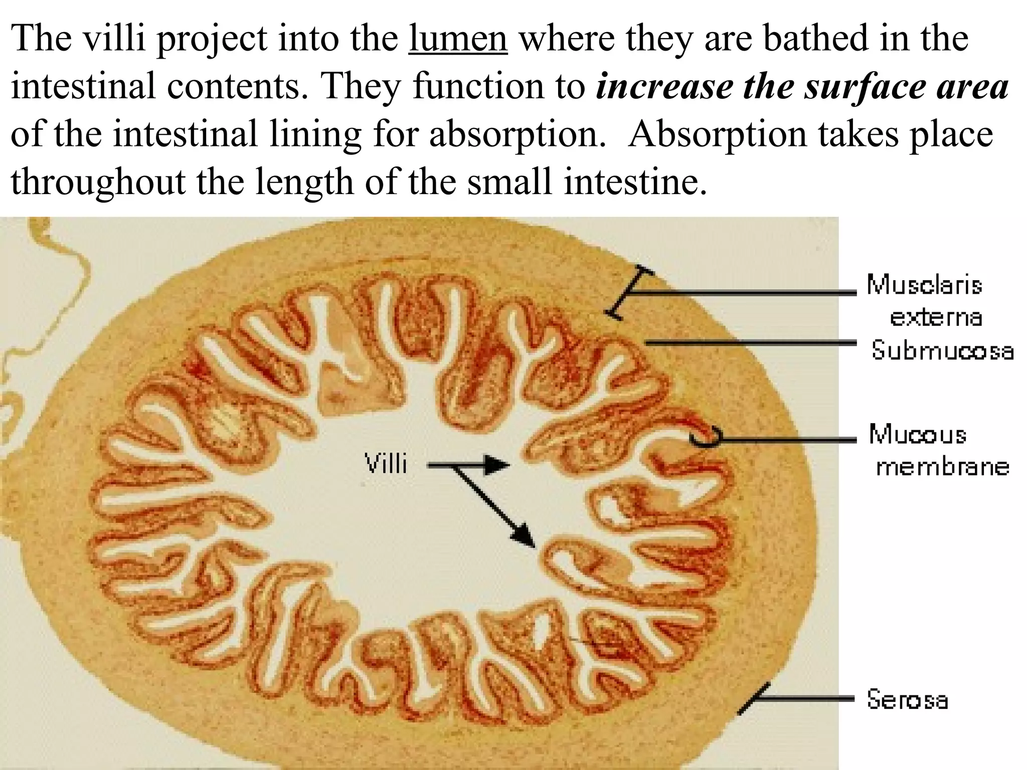 The villi project into the  lumen  where they are bathed in the intestinal contents. They function to  increase the surface area  of the intestinal lining for absorption.  Absorption takes place throughout the length of the small intestine. 