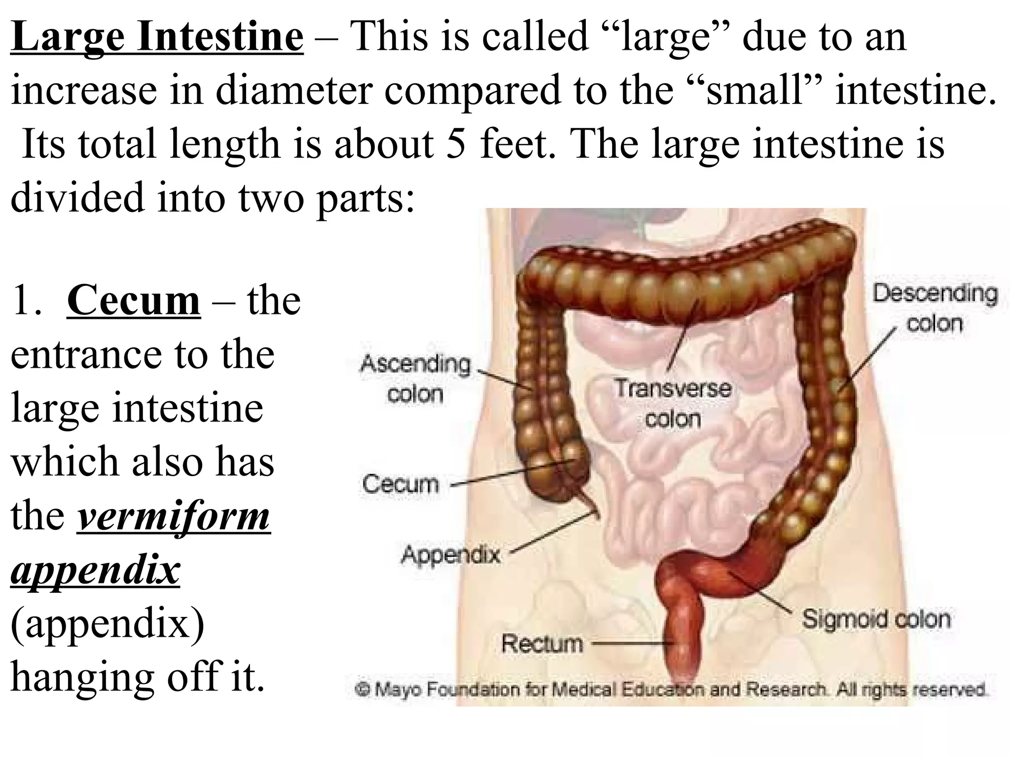 1.  Cecum  – the entrance to the large intestine which also has the  vermiform appendix  (appendix) hanging off it. Large Intestine  – This is called “large” due to an increase in diameter compared to the “small” intestine.  Its total length is about 5 feet. The large intestine is divided into two parts: 