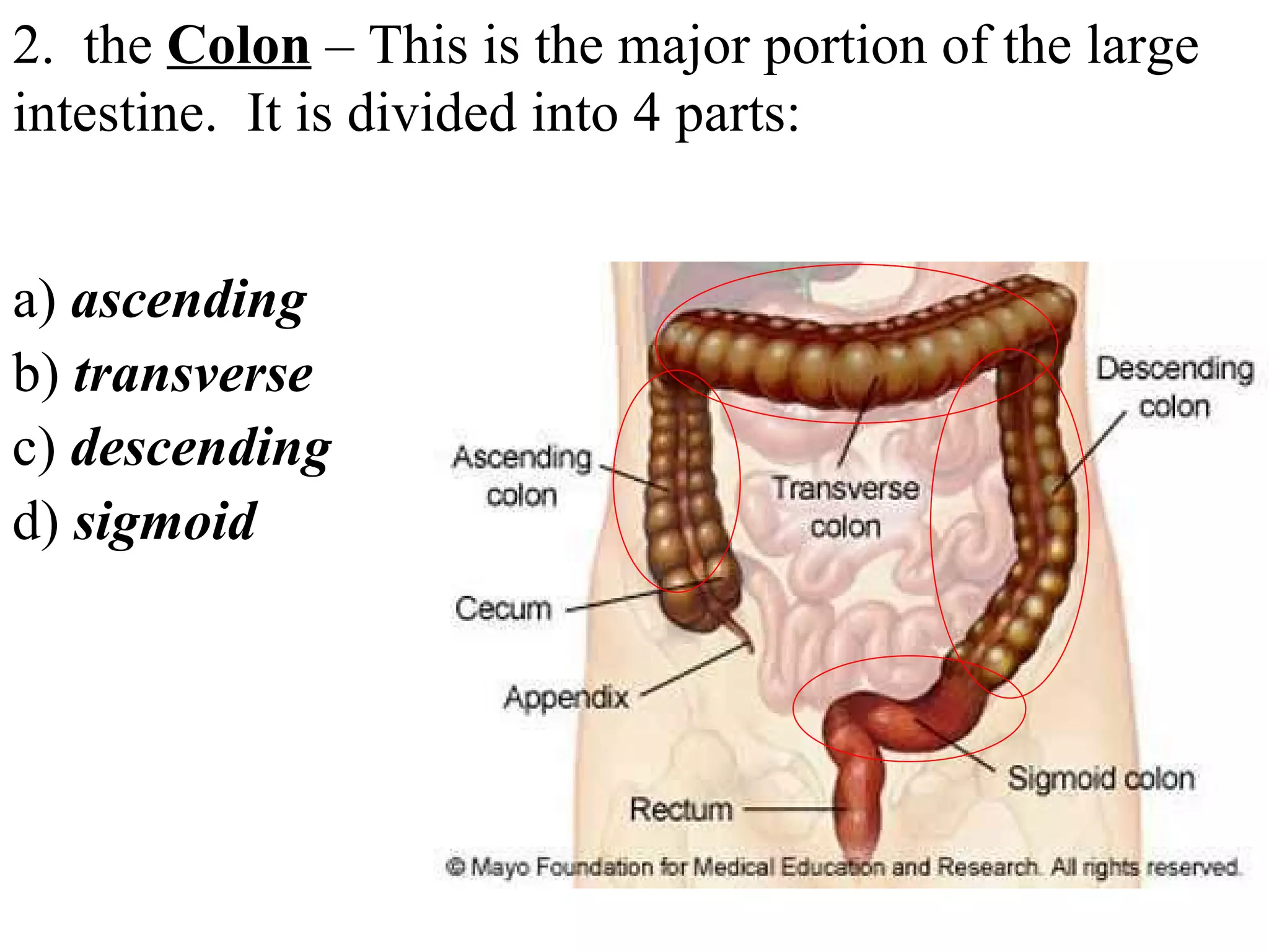 2.  the  Colon  – This is the major portion of the large intestine.  It is divided into 4 parts:  a)  ascending b)  transverse c)  descending d)  sigmoid 