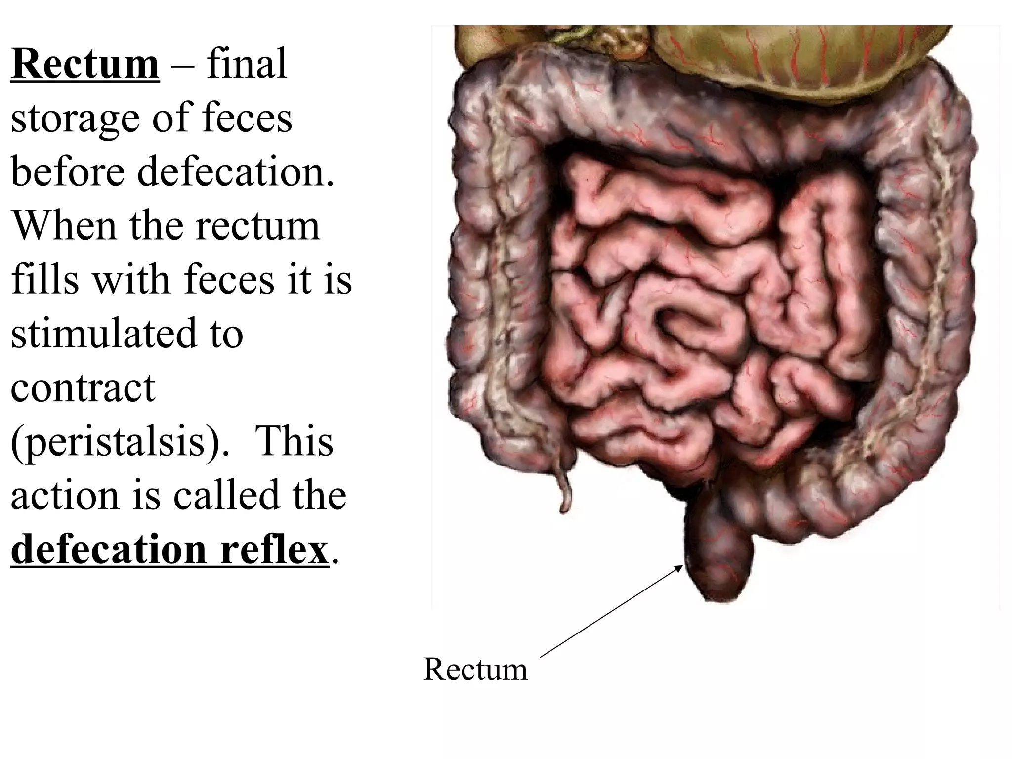 Rectum  – final storage of feces before defecation.  When the rectum fills with feces it is stimulated to contract (peristalsis).  This action is called the  defecation reflex .  Rectum 