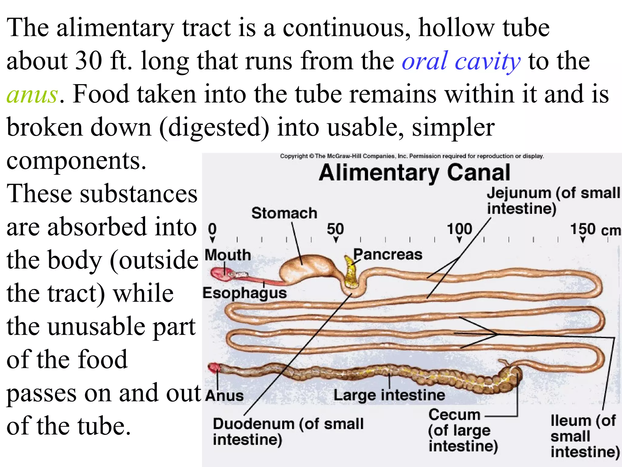 The alimentary tract is a continuous, hollow tube about 30 ft. long that runs from the  oral cavity  to the  anus . Food taken into the tube remains within it and is broken down (digested) into usable, simpler components.  These substances are absorbed into the body (outside the tract) while the unusable part of the food passes on and out of the tube. 