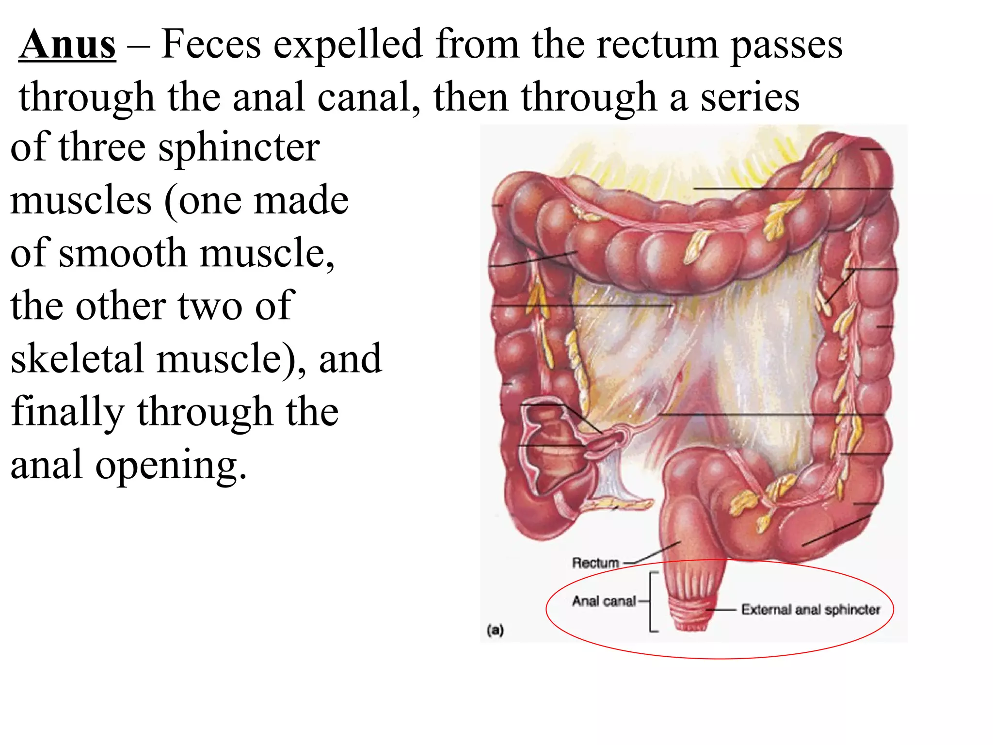 of three sphincter muscles (one made of smooth muscle, the other two of skeletal muscle), and finally through the anal opening. Anus  – Feces expelled from the rectum passes through the anal canal, then through a series 