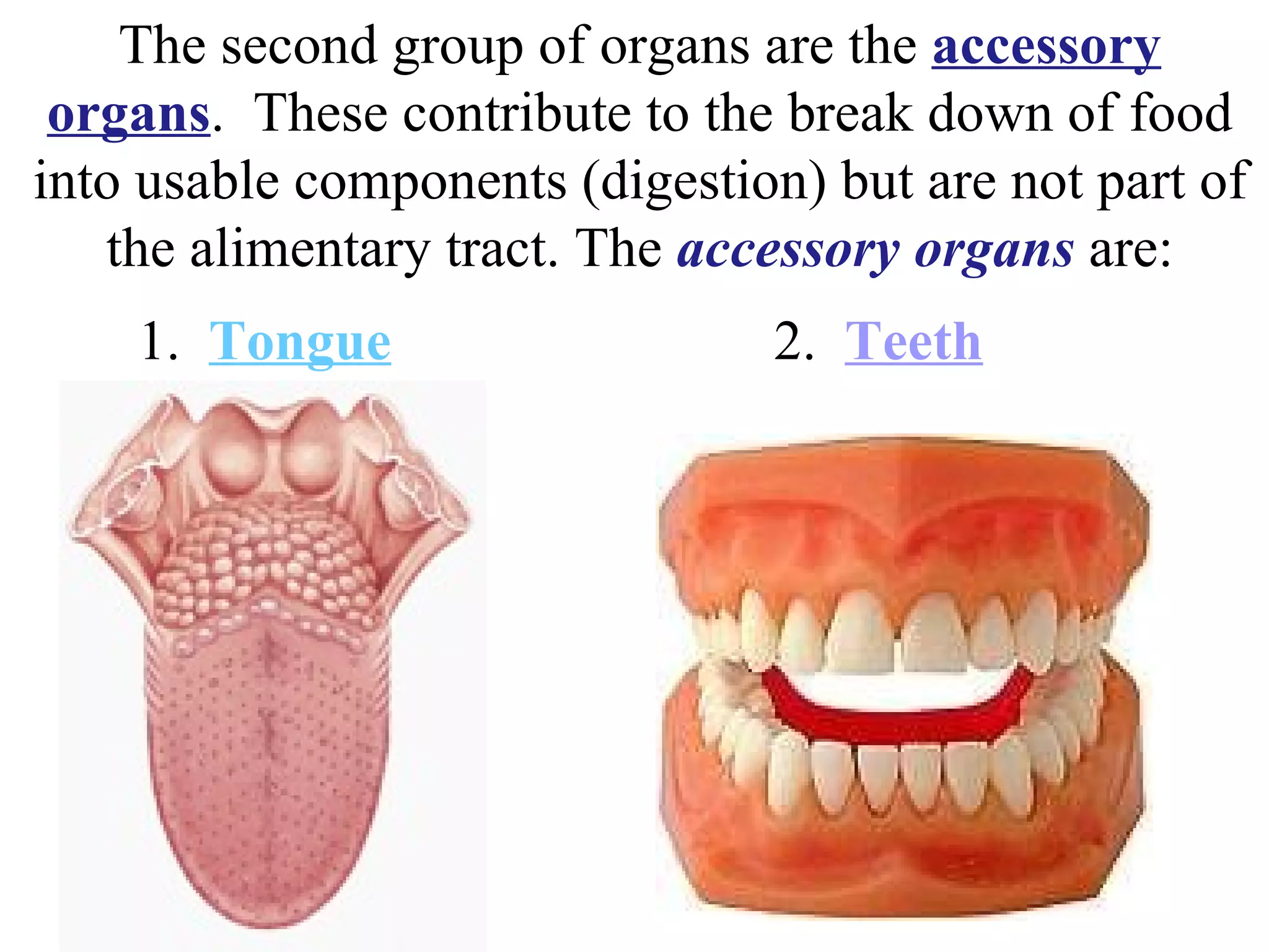 The second group of organs are the  accessory organs .  These contribute to the break down of food into usable components (digestion) but are not part of the alimentary tract. The  accessory organs  are: 1.  Tongue 2.  Teeth 