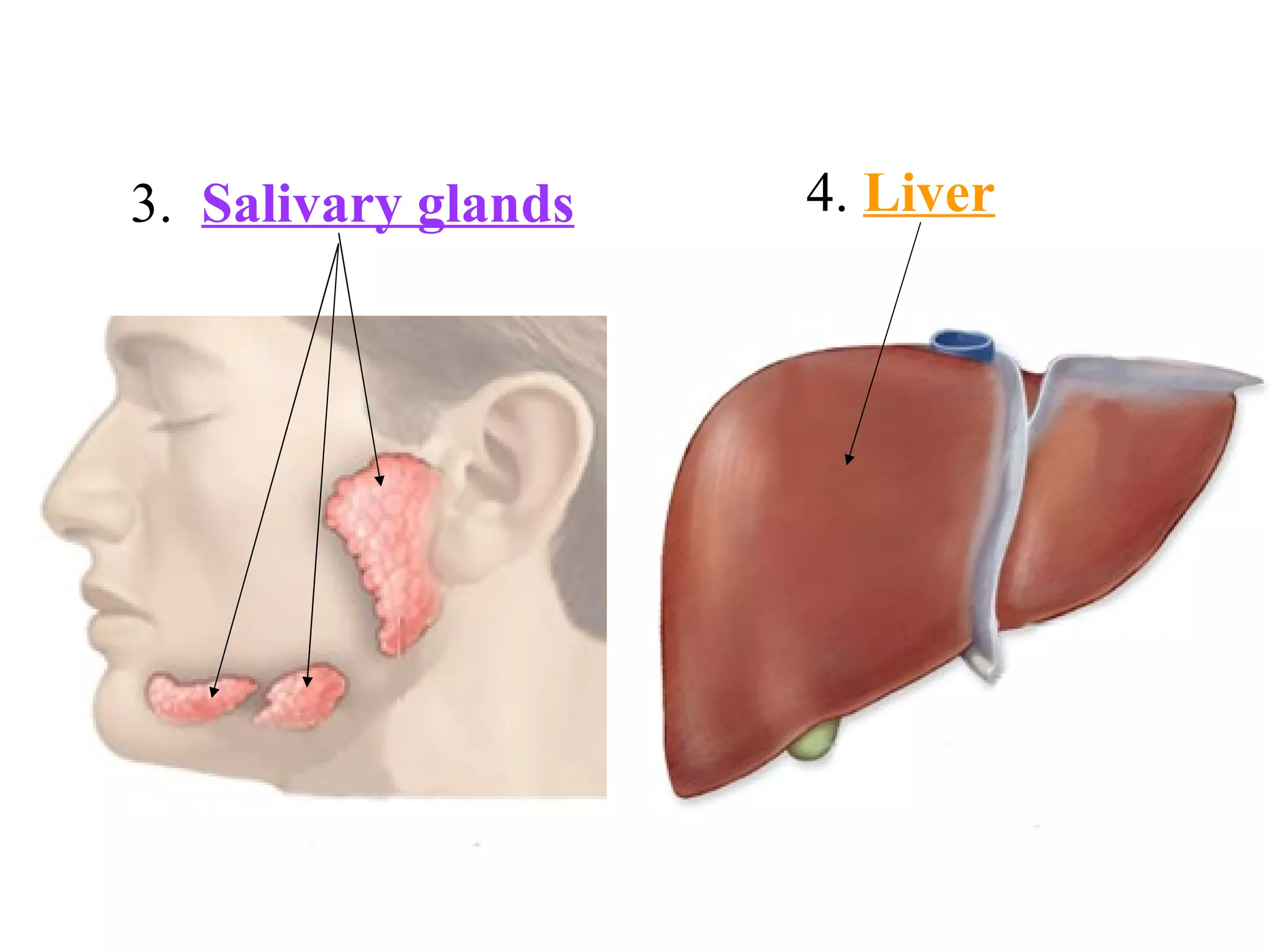 3.  Salivary glands 4.  Liver 