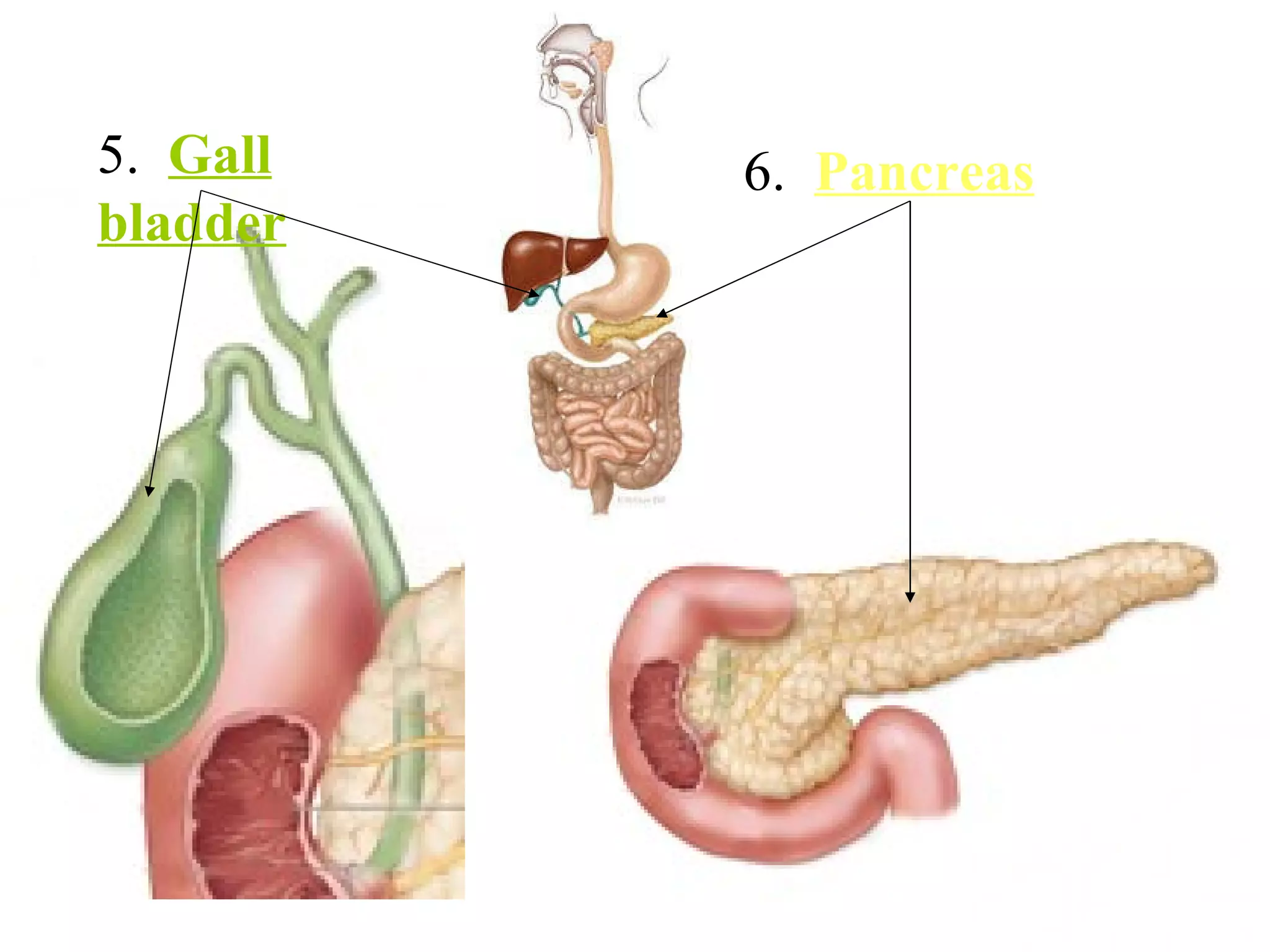 5.  Gall bladder 6.  Pancreas 