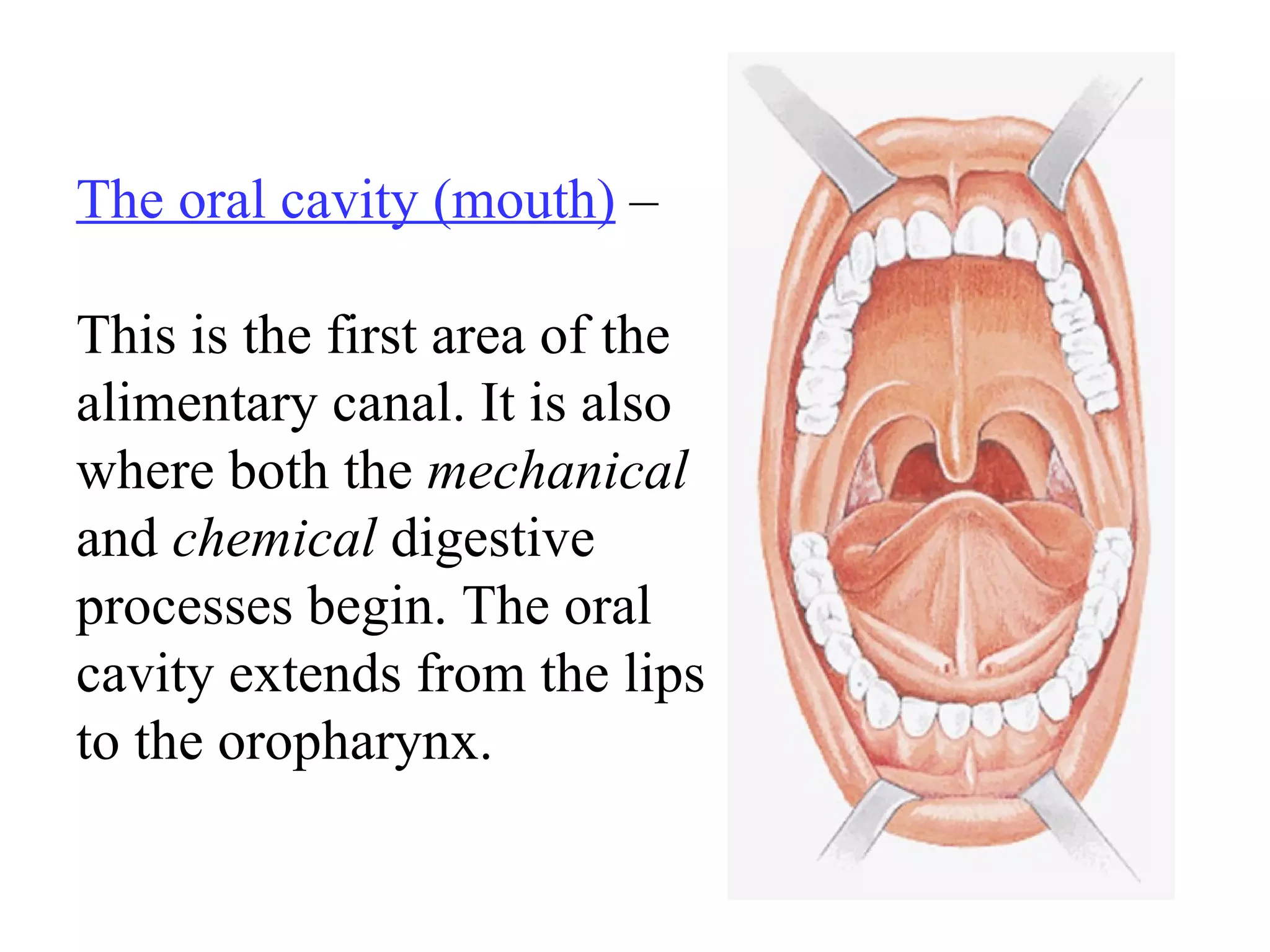 The oral cavity (mouth)   –  This is the first area of the alimentary canal. It is also where both the  mechanical  and  chemical  digestive processes begin. The oral cavity extends from the lips to the oropharynx. 