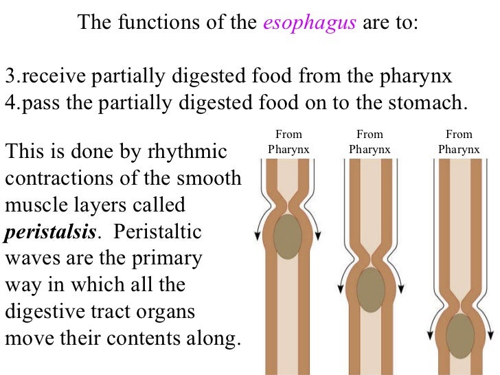 Digestive system