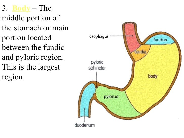 Digestive system