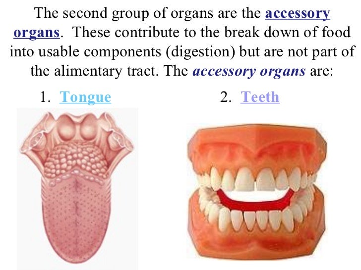 Accessory Organs Of The Digestive System Best Digestive System Accessory Organs Of The Digestive System Best Digestive System