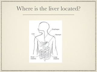Where is the liver located?
 