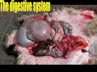 The digestive system 