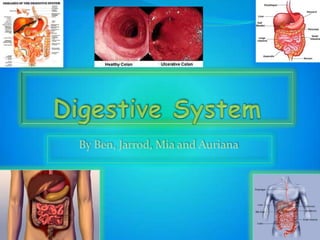 Digestive System  By Ben, Jarrod, Mia and Auriana  