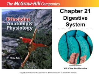 Copyright  ©  The McGraw-Hill Companies, Inc. Permission required for reproduction or display. Chapter 21  Digestive System Villi of the Small Intestine 