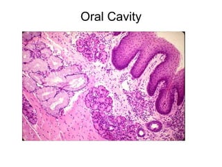 Oral Cavity 