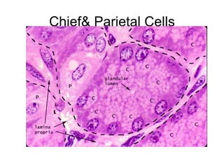 Chief Cells Structural Digestive system | PPT