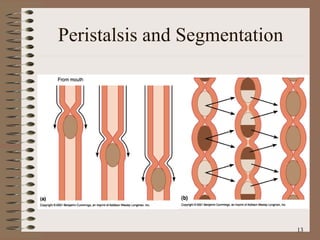 Peristalsis and Segmentation 
