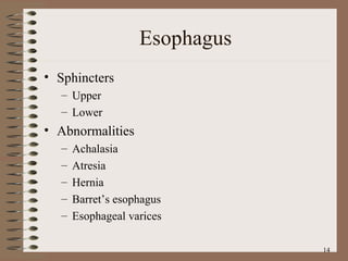 Esophagus Sphincters Upper Lower Abnormalities Achalasia Atresia Hernia Barret’s esophagus Esophageal varices 