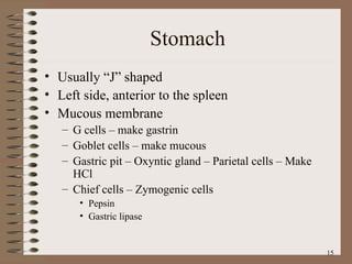 Stomach Usually “J” shaped Left side, anterior to the spleen Mucous membrane G cells – make gastrin Goblet cells – make mucous Gastric pit – Oxyntic gland – Parietal cells – Make HCl Chief cells – Zymogenic cells Pepsin Gastric lipase 