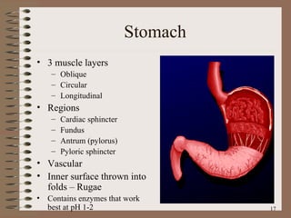 Stomach 3 muscle layers Oblique Circular Longitudinal Regions Cardiac sphincter Fundus Antrum (pylorus)‏ Pyloric sphincter Vascular Inner surface thrown into folds – Rugae Contains enzymes that work best at pH 1-2 