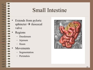 Small Intestine Extends from pyloric sphincter    ileocecal valve Regions Duodenum Jejenum Ileum Movements Segmentation Peristalsis 