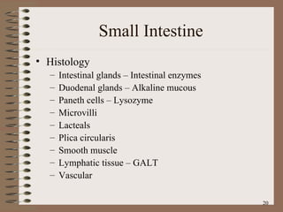 Small Intestine Histology Intestinal glands – Intestinal enzymes Duodenal glands – Alkaline mucous Paneth cells – Lysozyme Microvilli Lacteals Plica circularis Smooth muscle Lymphatic tissue – GALT Vascular 