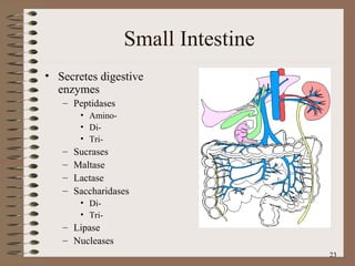 Small Intestine Secretes digestive enzymes Peptidases Amino- Di- Tri- Sucrases Maltase Lactase Saccharidases Di- Tri- Lipase Nucleases 