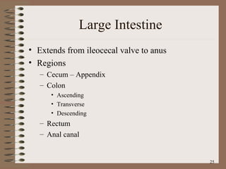 Large Intestine Extends from ileocecal valve to anus Regions Cecum – Appendix Colon Ascending Transverse Descending Rectum Anal canal 