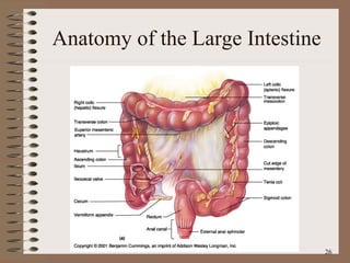 Anatomy of the Large Intestine 