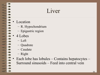 Liver Location R. Hypochondrium Epigastric region 4 Lobes Left  Quadrate Caudate Right Each lobe has lobules – Contains hepatocytes – Surround sinusoids – Feed into central vein 