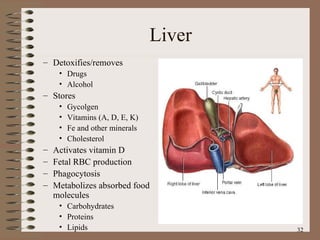 Liver Detoxifies/removes Drugs Alcohol Stores Gycolgen Vitamins (A, D, E, K)‏ Fe and other minerals Cholesterol Activates vitamin D Fetal RBC production Phagocytosis Metabolizes absorbed food molecules Carbohydrates Proteins Lipids 