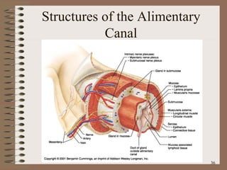 Structures of the Alimentary Canal 