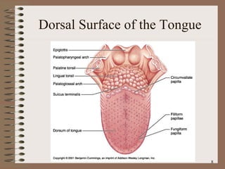 Dorsal Surface of the Tongue 