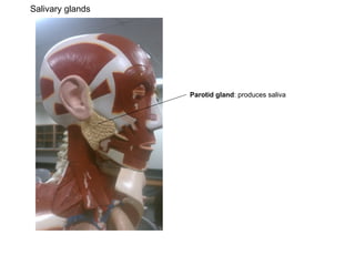 Salivary glands




                  Parotid gland: produces saliva
 