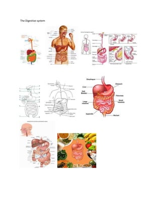 The Digestive system
 