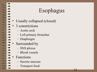 Esophagus
• Usually collapsed (closed)
• 3 constrictions
   – Aortic arch
   – Left primary bronchus
   – Diaphragm
• Surrounded by
   – SNS plexus
   – Blood vessels
• Functions
   – Secrete mucous
   – Transport food
                                 12
 