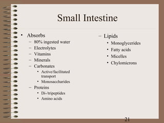 Small Intestine
• Absorbs                      – Lipids
   –   80% ingested water         •   Monoglycerides
   –   Electrolytes               •   Fatty acids
   –   Vitamins                   •   Micelles
   –   Minerals
                                  •   Chylomicrons
   –   Carbonates
        • Active/facilitated
          transport
        • Monosaccharides
   – Proteins
        • Di-/tripeptides
        • Amino acids




                                            21
 