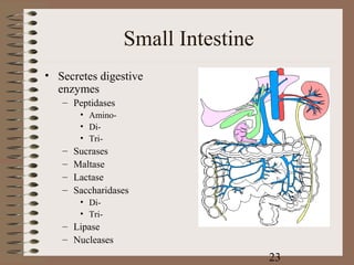 Small Intestine
• Secretes digestive
  enzymes
   – Peptidases
        • Amino-
        • Di-
        • Tri-
   –   Sucrases
   –   Maltase
   –   Lactase
   –   Saccharidases
        • Di-
        • Tri-
   – Lipase
   – Nucleases
                                     23
 