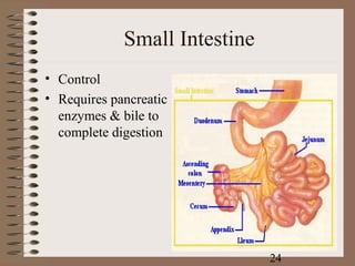 Small Intestine
• Control
• Requires pancreatic
  enzymes & bile to
  complete digestion




                               24
 