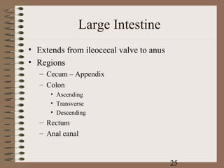 Large Intestine
• Extends from ileocecal valve to anus
• Regions
   – Cecum – Appendix
   – Colon
      • Ascending
      • Transverse
      • Descending
   – Rectum
   – Anal canal



                                         25
 