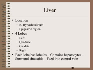 Liver
• Location
   – R. Hypochondrium
   – Epigastric region
• 4 Lobes
   –   Left
   –   Quadrate
   –   Caudate
   –   Right
• Each lobe has lobules – Contains hepatocytes –
  Surround sinusoids – Feed into central vein

                                       30
 