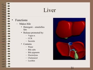 Liver
• Functions
   – Makes bile
      • Detergent – emulsifies
        fats
      • Release promoted by:
          – Vagus n.
          – CCK
          – Secretin
      • Contains
          –   Water
          –   Bile salts
          –   Bile pigments
          –   Electrolytes
          –   Cholesterol
          –   Lecithin


                                      31
 