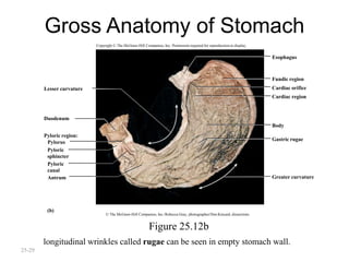 Digestive system | PPTX
